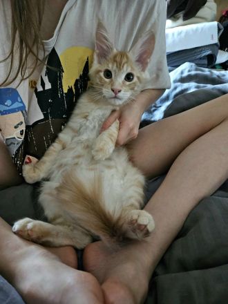 Maine Coon Kitten, männlich, Red tabby mc, mit Stammbaum, gengetestet & geschallt