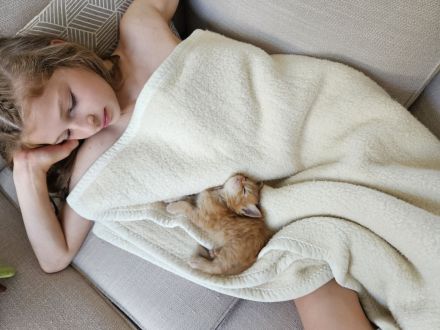 Maine Coon Kitten, männlich, Red tabby mc, mit Stammbaum, gengetestet & geschallt