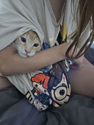 Maine Coon Kitten, männlich, Red tabby mc, mit Stammbaum, gengetestet & geschallt