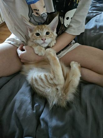 Maine Coon Kitten, männlich, Red tabby mc, mit Stammbaum, gengetestet & geschallt