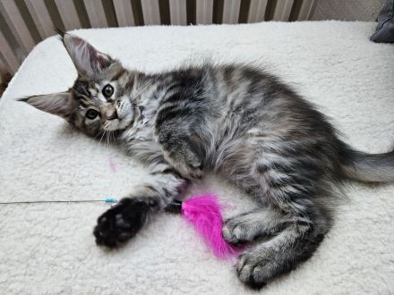 Maine Coon Kitten, weiblich, Black torbie mc, mit Stammbaum, gengetestet & geschallt