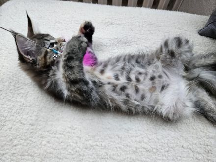 Maine Coon Kitten, weiblich, Black torbie mc, mit Stammbaum, gengetestet & geschallt