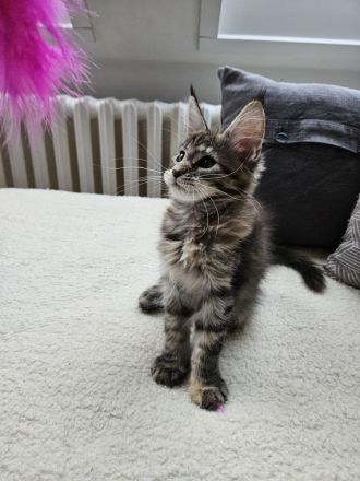 Maine Coon Kitten, weiblich, Black torbie mc, mit Stammbaum, gengetestet & geschallt