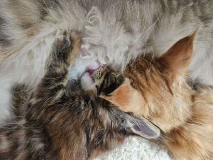 Maine Coon Kitten, weiblich, Black torbie mc, mit Stammbaum, gengetestet & geschallt