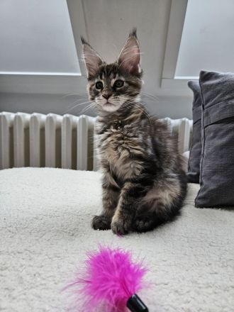 Maine Coon Kitten, weiblich, Black torbie mc, mit Stammbaum, gengetestet & geschallt