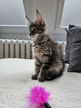Maine Coon Kitten, weiblich, Black torbie mc, mit Stammbaum, gengetestet & geschallt