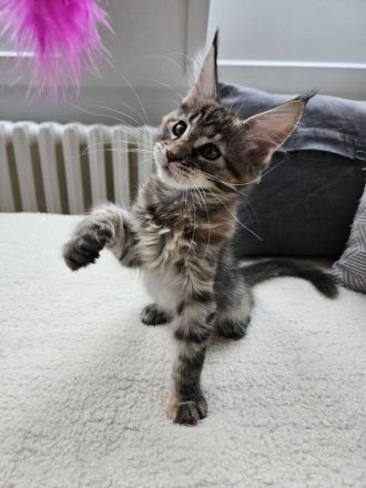Maine Coon Kitten, weiblich, Black torbie mc, mit Stammbaum, gengetestet & geschallt