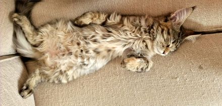 Maine Coon Kitten, weiblich, Black torbie mc, mit Stammbaum, gengetestet & geschallt