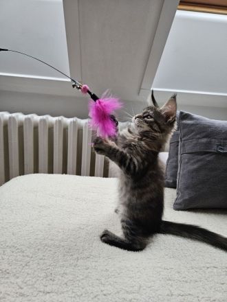 Maine Coon Kitten, weiblich, Black torbie mc, mit Stammbaum, gengetestet & geschallt