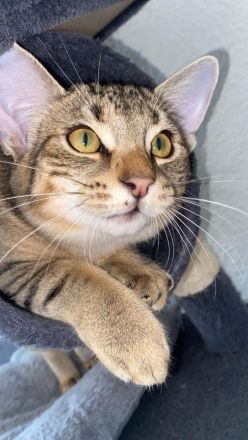 Liebevolle Hauskatzen