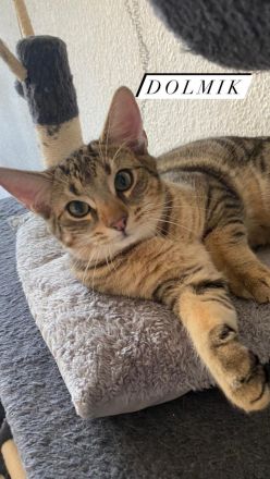 Liebevolle Hauskatzen