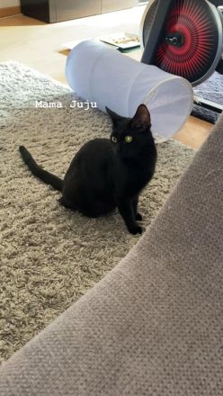 Liebevolle Hauskatzen