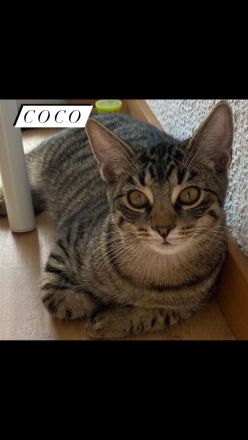 Liebevolle Hauskatzen