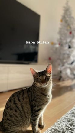 Liebevolle Hauskatzen