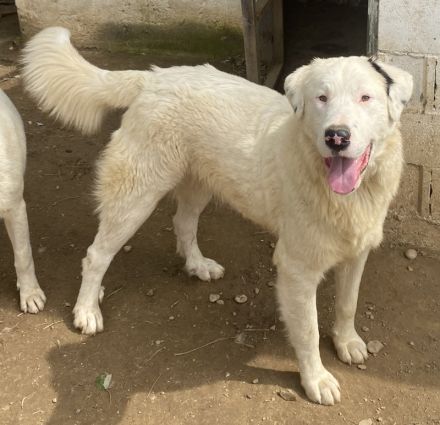 Ambar, geb. ca. 06/2023, lebt in GRIECHENLAND, auf einer privaten Pflegestelle