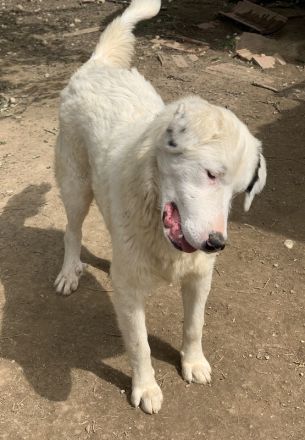 Ambar, geb. ca. 06/2023, lebt in GRIECHENLAND, auf einer privaten Pflegestelle