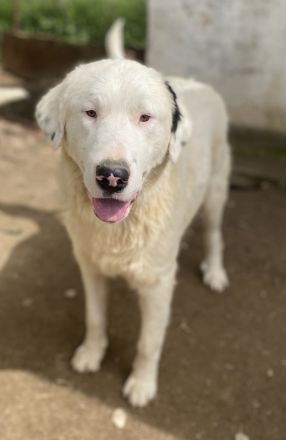 Ambar, geb. ca. 06/2023, lebt in GRIECHENLAND, auf einer privaten Pflegestelle