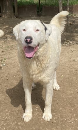 Ambar, geb. ca. 06/2023, lebt in GRIECHENLAND, auf einer privaten Pflegestelle