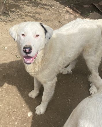 Ambar, geb. ca. 06/2023, lebt in GRIECHENLAND, auf einer privaten Pflegestelle