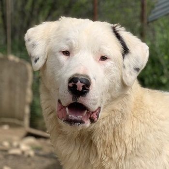 Ambar, geb. ca. 06/2023, lebt in GRIECHENLAND, auf einer privaten Pflegestelle