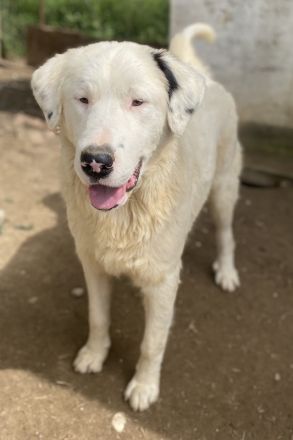 Ambar, geb. ca. 06/2023, lebt in GRIECHENLAND, auf einer privaten Pflegestelle