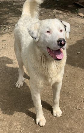 Ambar, geb. ca. 06/2023, lebt in GRIECHENLAND, auf einer privaten Pflegestelle