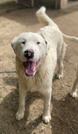 Ambar, geb. ca. 06/2023, lebt in GRIECHENLAND, auf einer privaten Pflegestelle