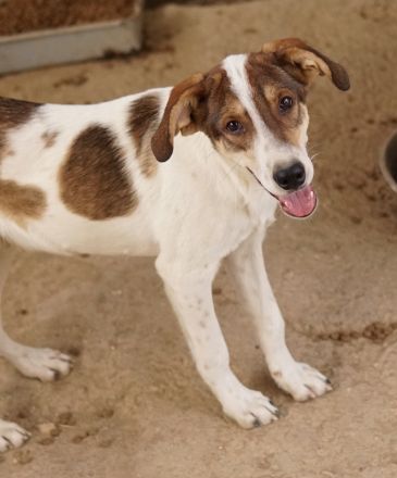 Antonio, geb. ca. 05/2023, lebt in GRIECHENLAND, auf einer privaten Pflegestelle