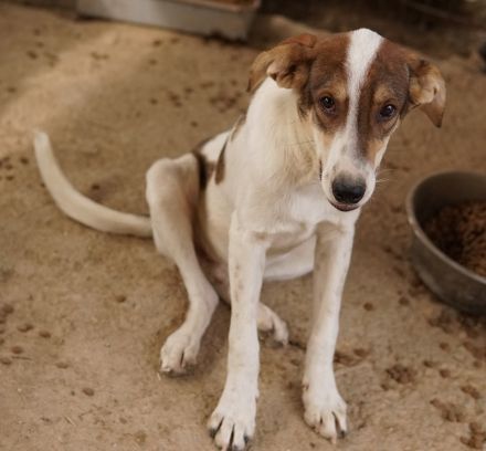 Antonio, geb. ca. 05/2023, lebt in GRIECHENLAND, auf einer privaten Pflegestelle