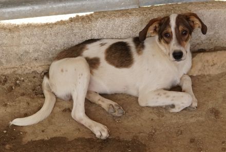 Antonio, geb. ca. 05/2023, lebt in GRIECHENLAND, auf einer privaten Pflegestelle