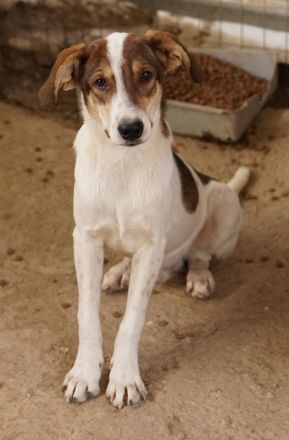 Antonio, geb. ca. 05/2023, lebt in GRIECHENLAND, auf einer privaten Pflegestelle