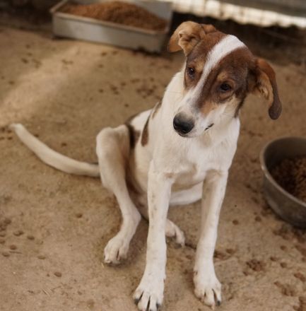 Antonio, geb. ca. 05/2023, lebt in GRIECHENLAND, auf einer privaten Pflegestelle