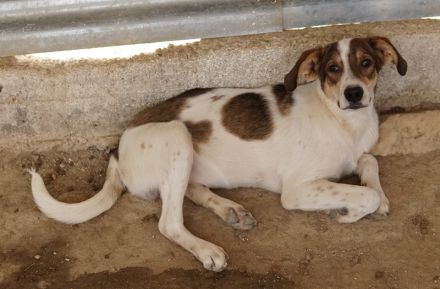 Antonio, geb. ca. 05/2023, lebt in GRIECHENLAND, auf einer privaten Pflegestelle