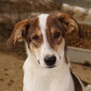 Antonio, geb. ca. 05/2023, lebt in GRIECHENLAND, auf einer privaten Pflegestelle