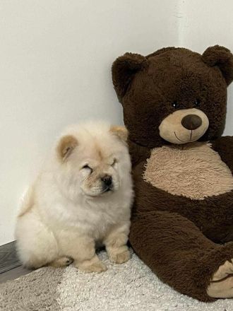 Chow Chow 4 Monate Alt