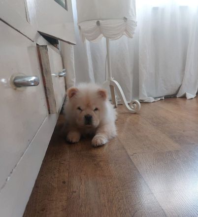 Chow Chow 4 Monate Alt