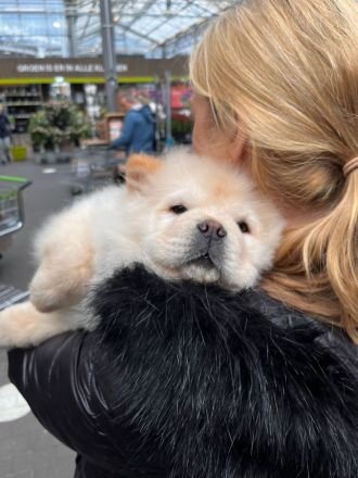 Chow Chow 4 Monate Alt