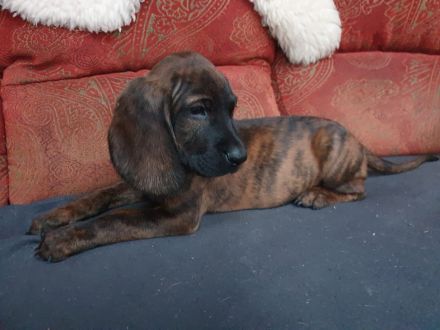 Hannoversche Schweißhunde Welpen mit Papiere