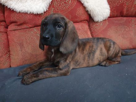 Hannoversche Schweißhunde Welpen mit Papiere