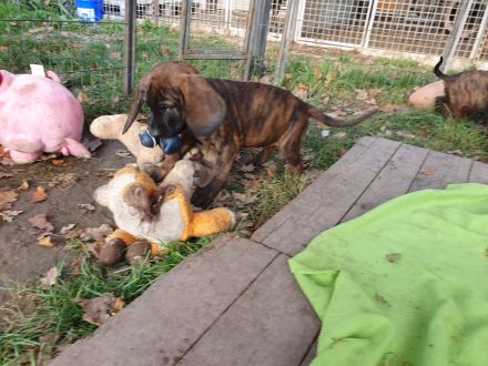 Hannoversche Schweißhunde Welpen mit Papiere