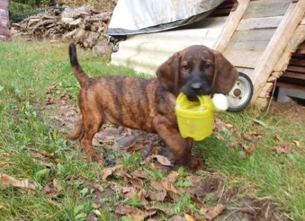 Hannoversche Schweißhunde Welpen mit Papiere