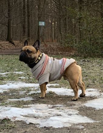 Französische Bulldogge Deckrüde