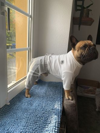 Französische Bulldogge Deckrüde