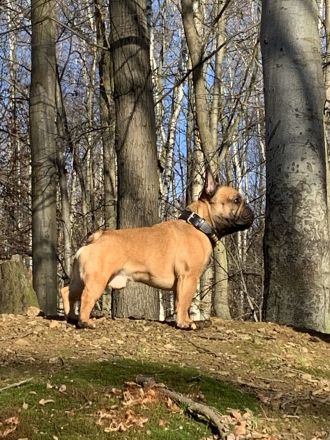 Französische Bulldogge Deckrüde