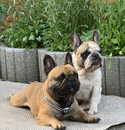 Französische Bulldogge Deckrüde