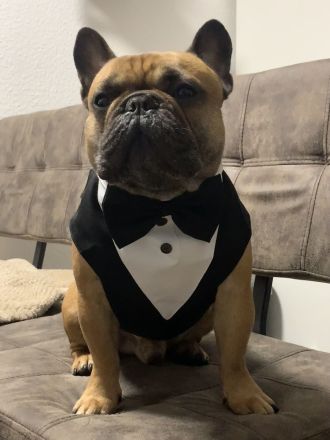 Französische Bulldogge Deckrüde