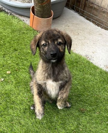 Bobi - kleiner Schatz