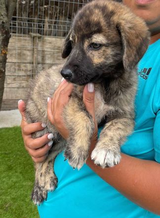 Bobi - kleiner Schatz