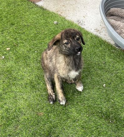 Bobi - kleiner Schatz