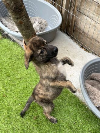 Bobi - kleiner Schatz